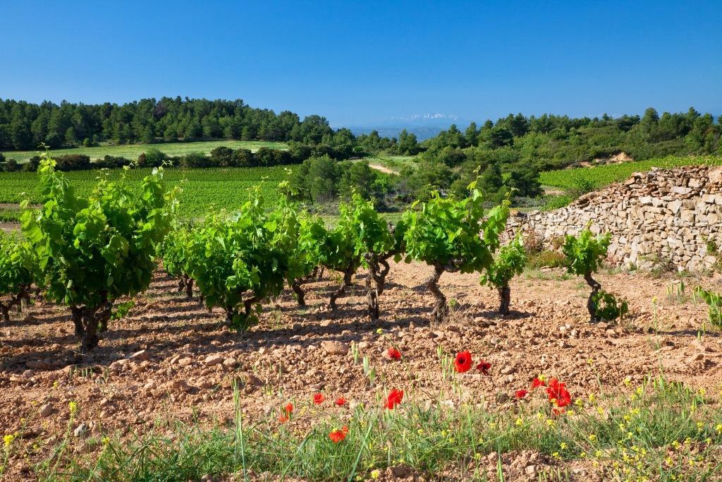 Logis Hotel - Restaurant La Marbrerie Caunes-Minervois Eksteriør bilde